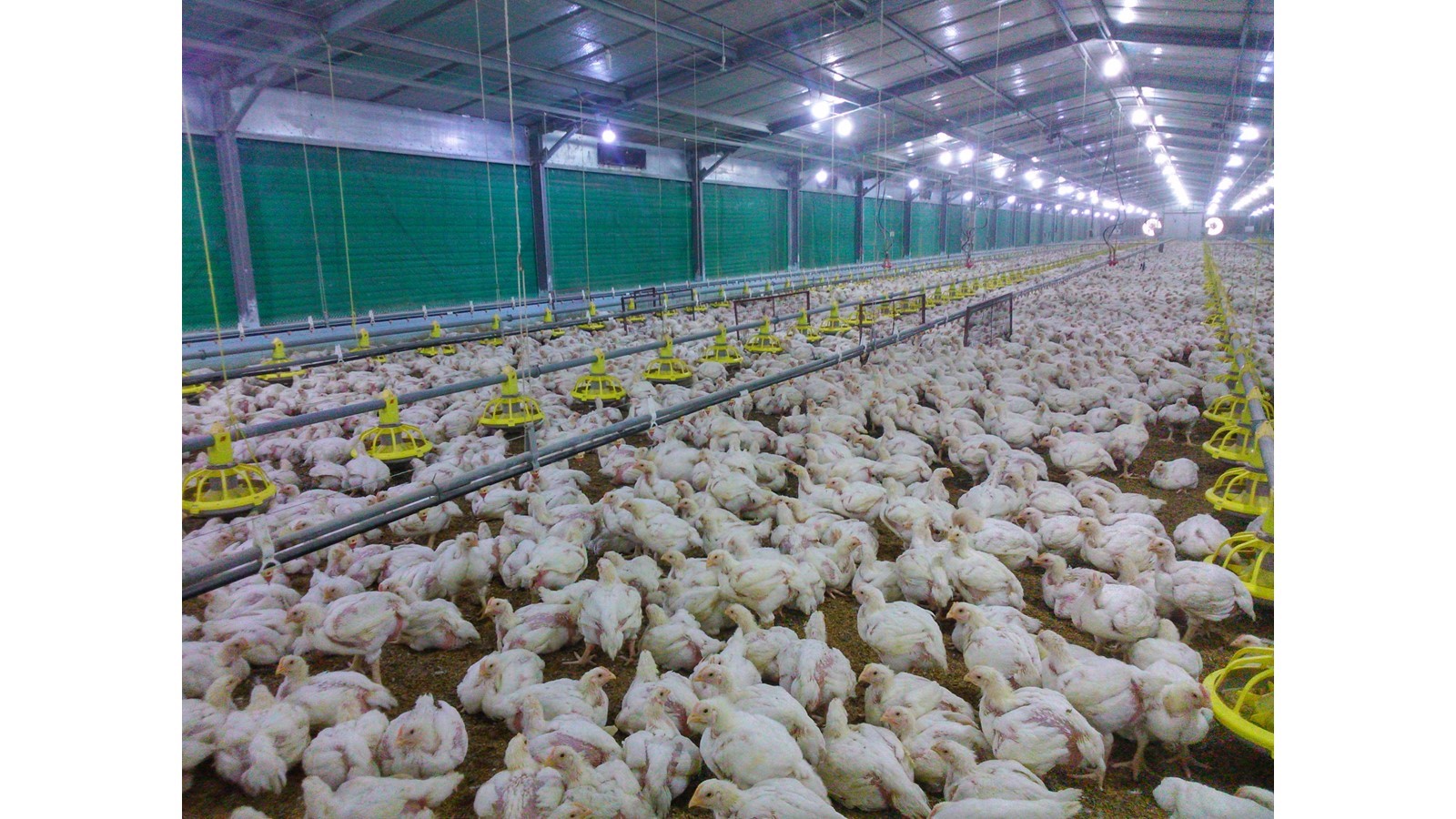 Facility Design of Low Energy and High Performance Poultry Sheds